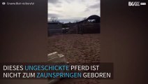 Dieses Pferd patzt beim Zaunspringen