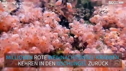 Millionen von Weihnachtsinsel-Krabben wandern in den Dschungel