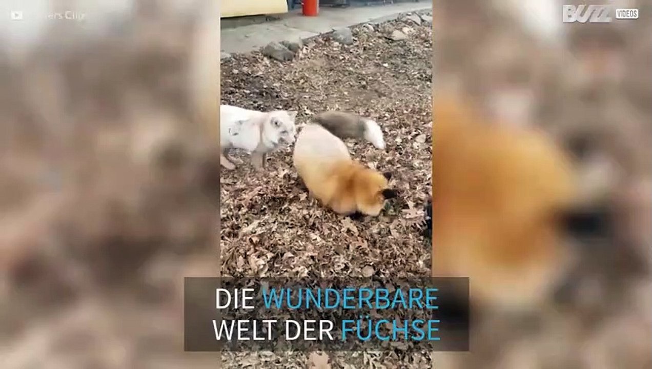 Schlau und gerissen: Die wundervolle Welt der Füchse