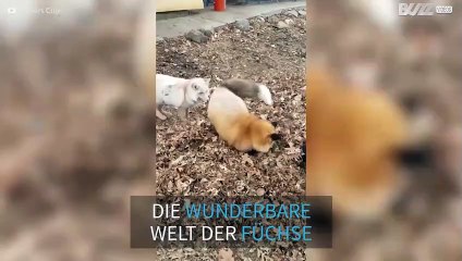 Schlau und gerissen: Die wundervolle Welt der Füchse