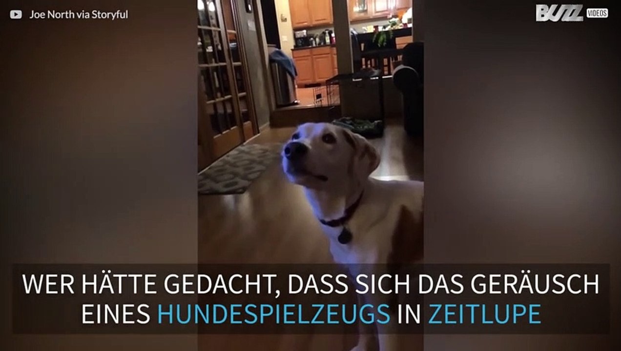 Hundespielzeug klingt wie eine besessene Kuh
