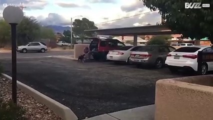 Dieser Hund hilft die Einkaufstaschen zu tragen