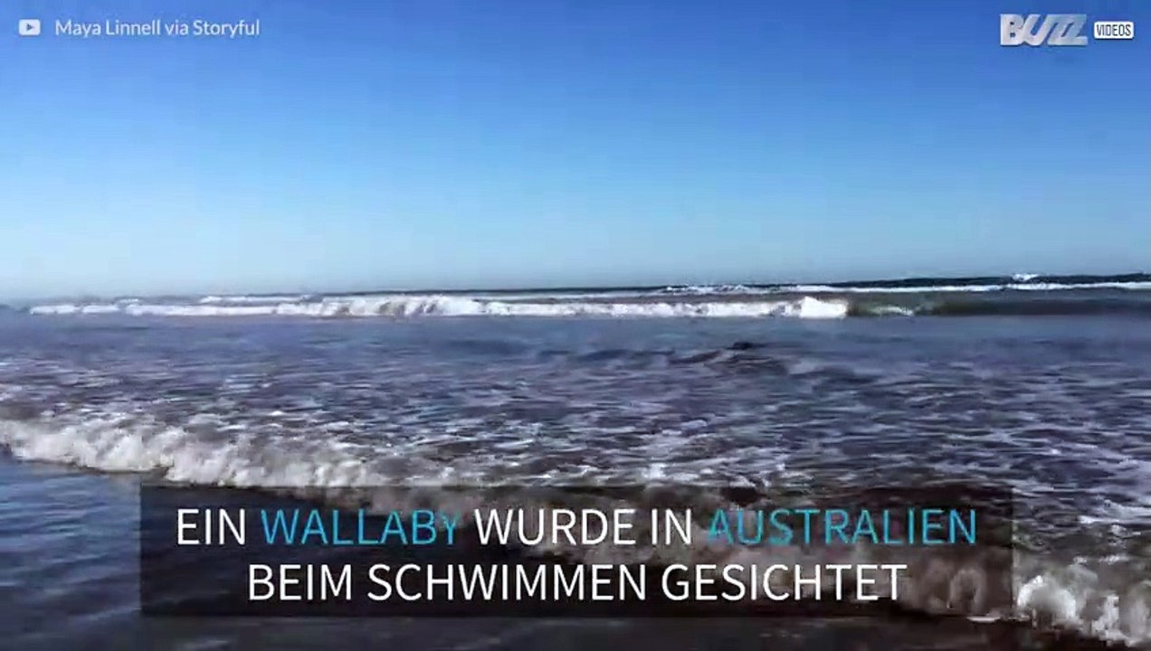 Kangaroo badet im Meer