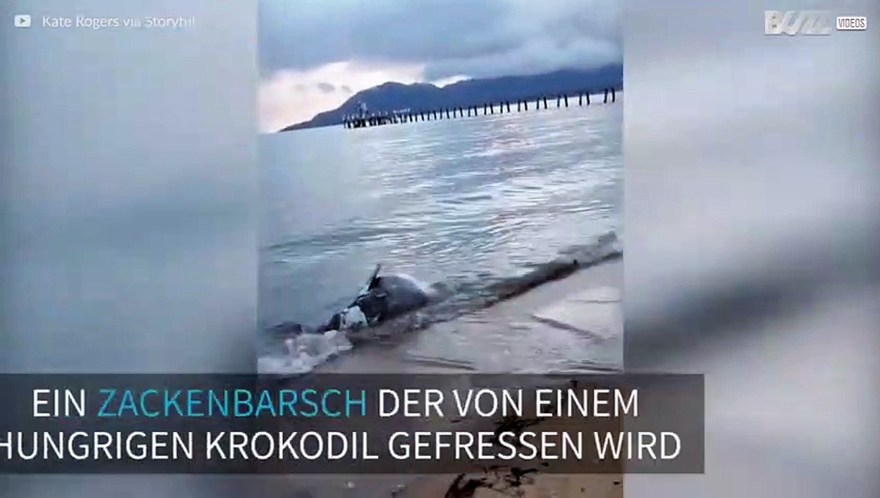 Krokodil frisst einen toten Zackenbarsch am Strand