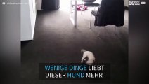 Chihuahua ist verrückt nach Seifenblasen
