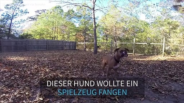 Dieser Hund hat den Ball sowas von nicht gefangen!
