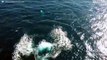 Atemberaubende Luftaufnahmen von Grauwalen vor Kalifornien