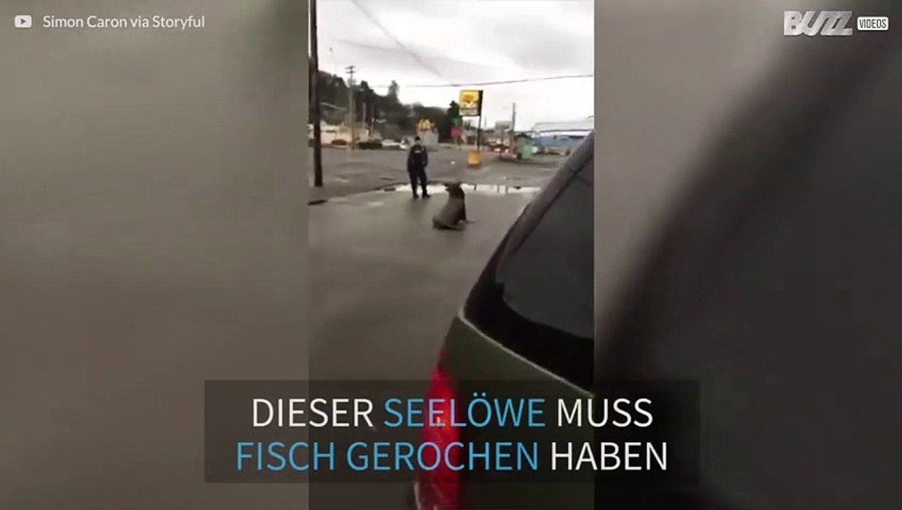Seelöwe auf Ausflug