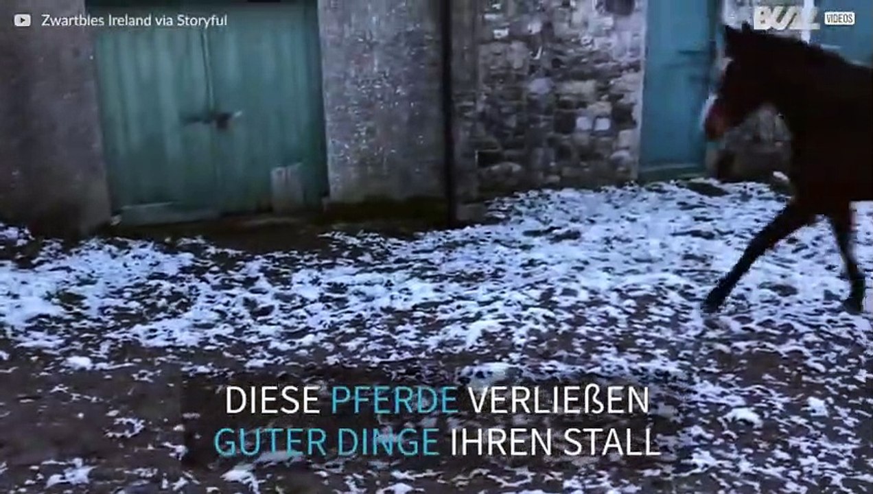 Diese Pferde hatten keine Lust auf Schnee