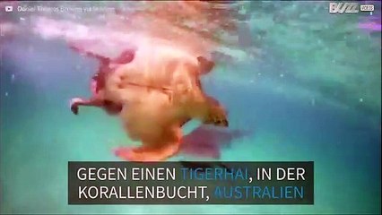 Tapfere Schildkröte verliert den Kampf gegen einen Hai