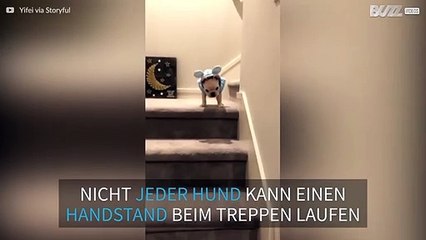 Hoppla! Hundewelpe macht Handstand beim Versuch, die Treppe runterzulaufen