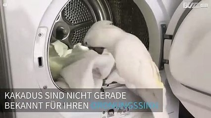 Süßer Kakadu hilft bei der Wäsche