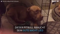 Süßer Hund schläft zu gute Nacht Lied ein, das sein Besitzer singt