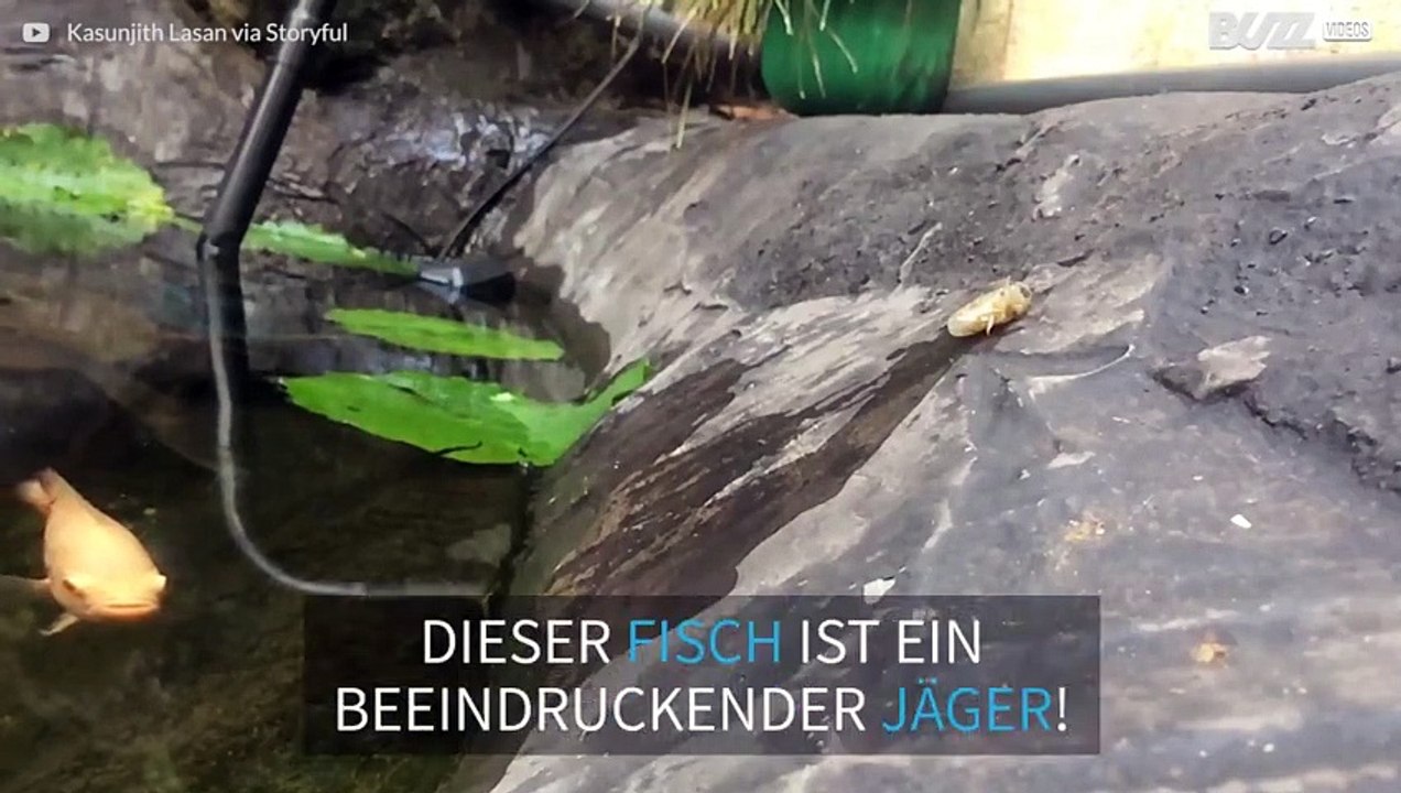 Fisch jagt außerhalb des Wassers