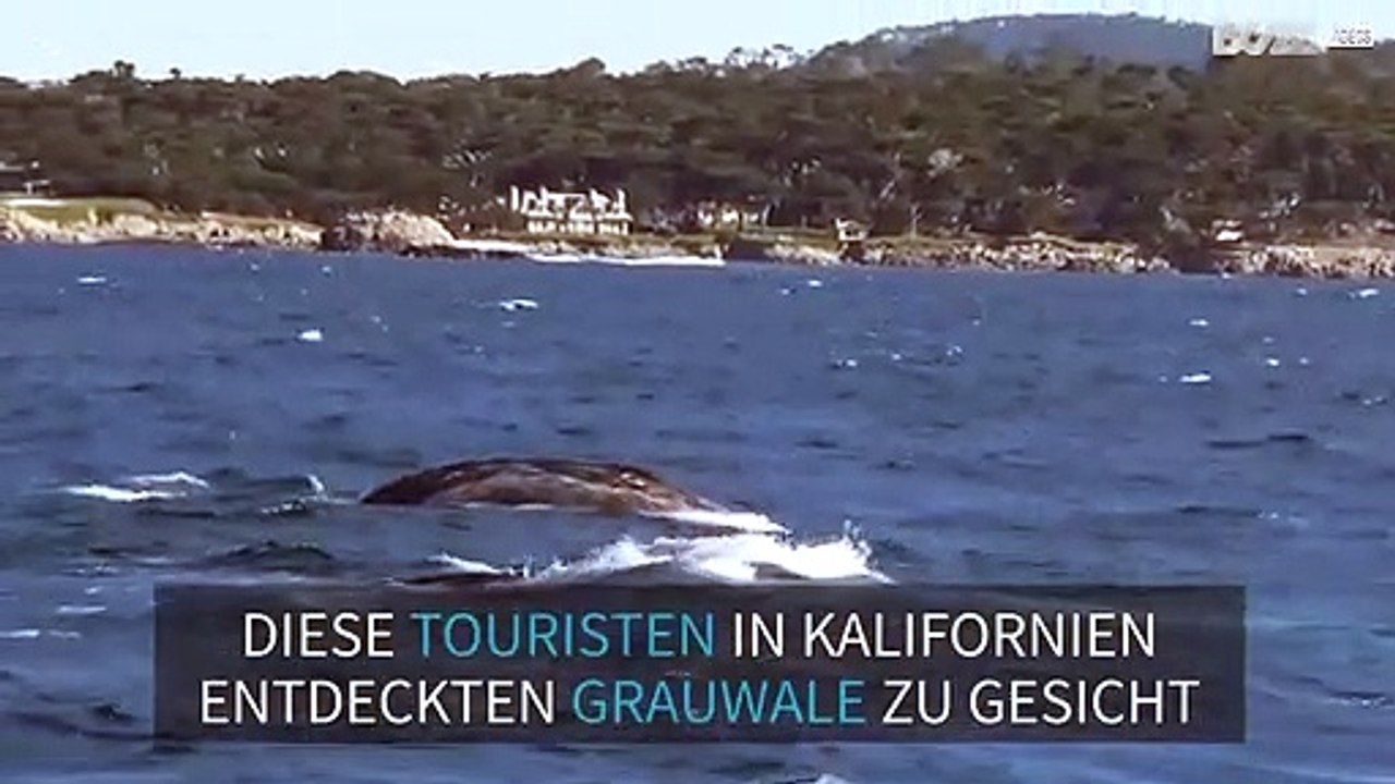 Grauwale und Seelöwen überraschen dir Touristen