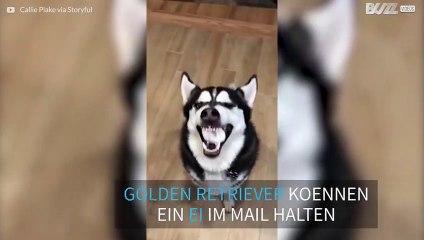 Husky Hund macht beim Ei-Wettkampf mit