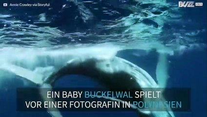 Verspielter Baby-Wal tanzt vor der Unterwasserkamera