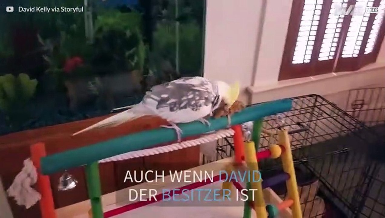 Kakadu steht auf die Ehefrau seines Besitzers