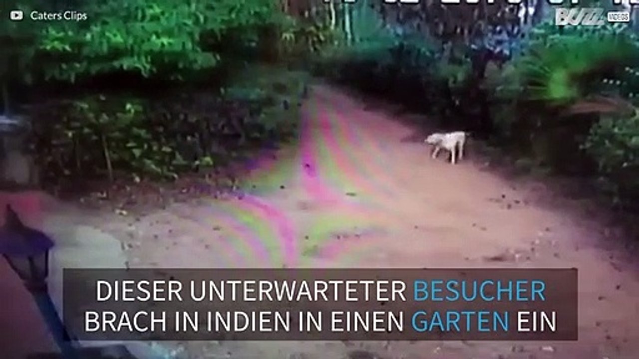 In Indien bricht ein Baby-Elefant in den Garten eines Hauses ein