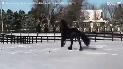 Pferd freut sich über den Neuschnee in New York
