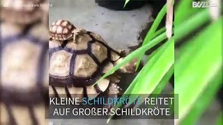Baby Schildkröte reitet auf großer Schildkröte