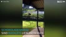 Dieses hinreißende Kalb kommt über das gesamte Feld gerannt, nur um Schokoladenkekse zu futtern