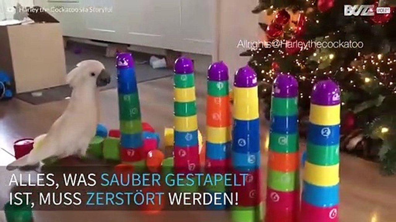 Radikaler Kakadu im Rausch der Zerstörung