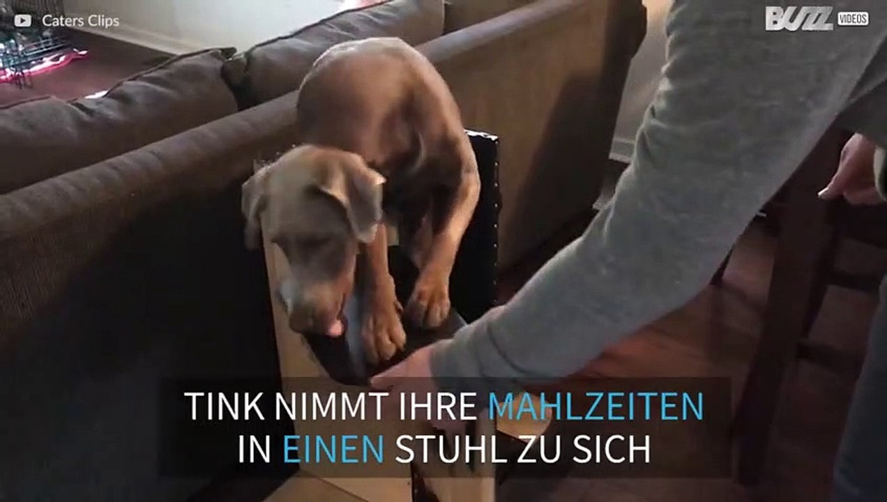 Hund mit Tischmanieren