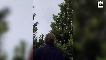 Sneaky Snake Jumps From One Tree To Another - YouTube