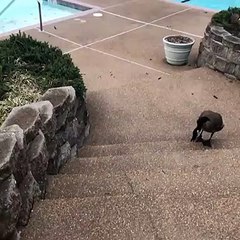 Attacked by a Goose || ViralHog