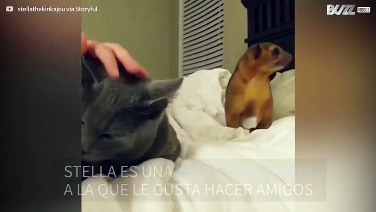 Kinkajú quiere ser amigo de este gato a toda costa