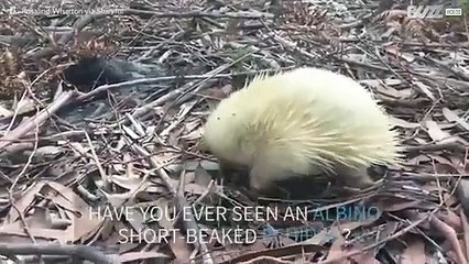 Rare albino mammal spotted in Australia