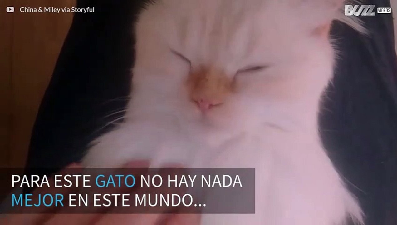 Gato se relaja profundamente con un masaje