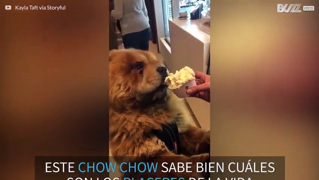 Un Chow Chow super goloso