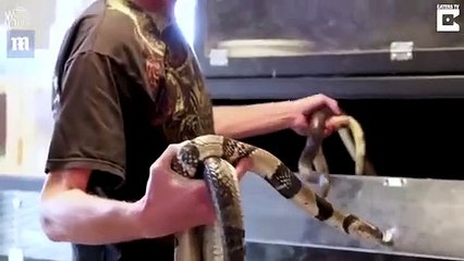 أمريكي يعرض نفسه لـ 4 لدغات سامة من حية