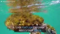 Practicante de SUP rescata una tortuga enferma