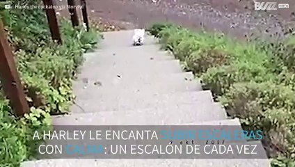 La cacatúa más tranquila del mundo subiendo unas escaleras