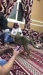 فهد يتجول داخل مجلس شبابي وسط فزع الحضور