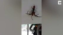Wasp Poisons Spider And Lays Eggs In It