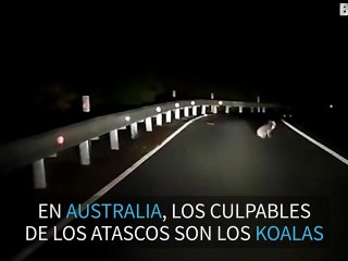 Koala para el tráfico en una carretera de Australia