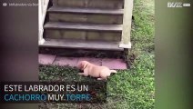 ¡Este cachorro de labrador es torpe hasta para caer!