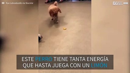¡Perrito curioso juega con un limón!
