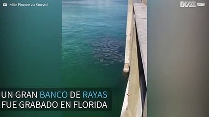 ¡Banco de rayas se pasea por un muelle de Florida!
