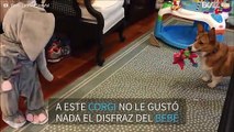 Bebé vestido de elefante asusta a un perro