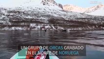 ¡Praddleboarder se acerca a un grupo de orcas en Noruega!