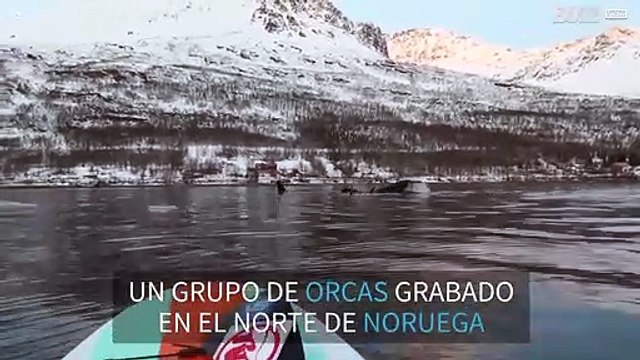 ¡Praddleboarder se acerca a un grupo de orcas en Noruega!