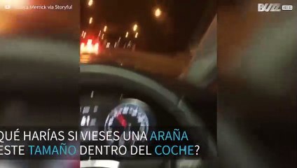 Mujer aterrorizada por una araña enorme dentro del coche
