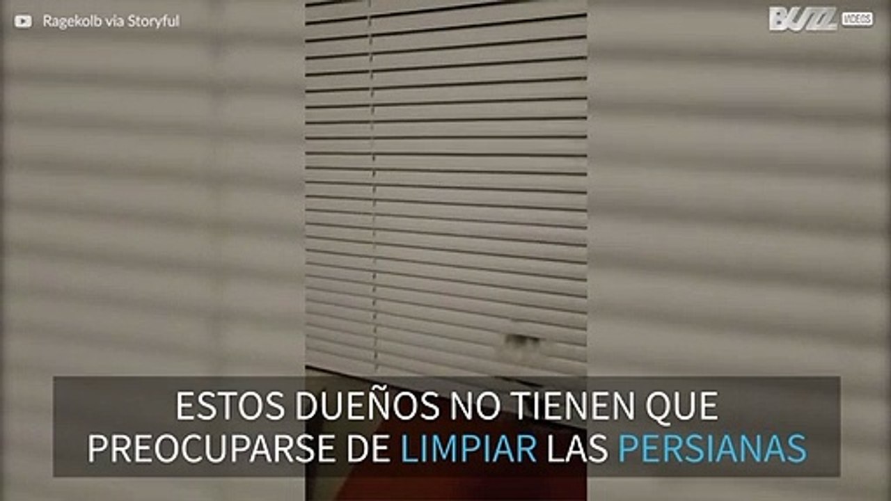 ¿Quién necesita un plumero teniendo un gato como este?
