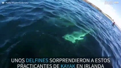 Delfines nadan con kayaks en Irlanda