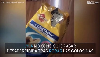 ¡Husky descarada roba golosinas y es descubierta flagrantemente!